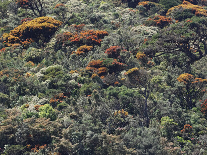 Cloud or Elfin Forest at Horton Plains National Park, Sri Lanka (c) Gehan de Silva Wijeyeratne