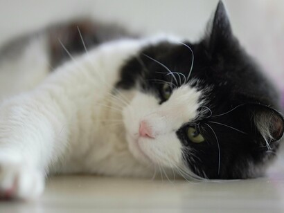 Fez sua rotina matinal e, depois do café da manhã (café bem forte, um pão com manteiga e meio blansaïme de chocolate e framboesa), sentou-se diante do PC. Quase que instintivamente, Pláton subiu em seu colo e ali se aninhou. Como era domingo, haveria bastante tempo para o jovem escrever e para o felino dormitar