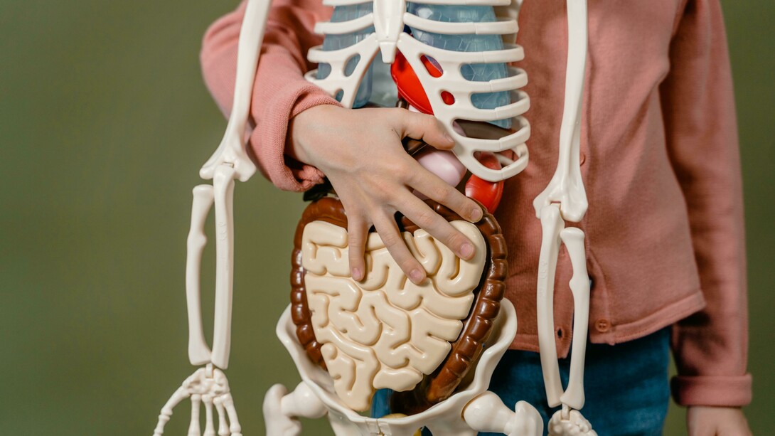 A child holding a skeleton model at stomach level
