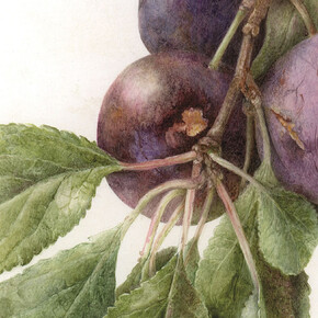 Tradescant’s Orchard. Courtesy of Garden Museum 