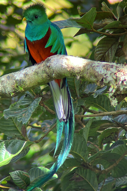 Quetzal («Pharomachrus mocinno»). Foto: Daniel Molina Castro