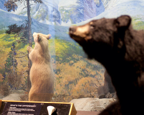 New England Habitats. Courtesy of Museum of Science