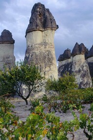 Grapevines and Fairy Chimneys, Cappadocia,Turkey