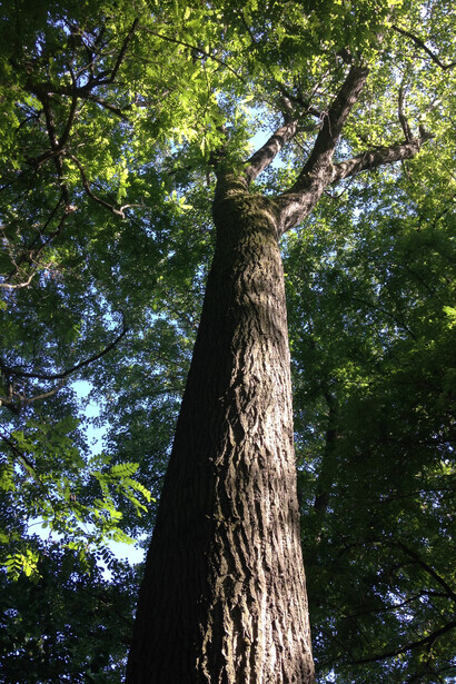 L'energia degli alberi