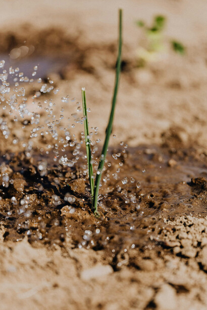 IoT sensors track soil moisture, weather forecasts, and water levels to optimize irrigation schedules