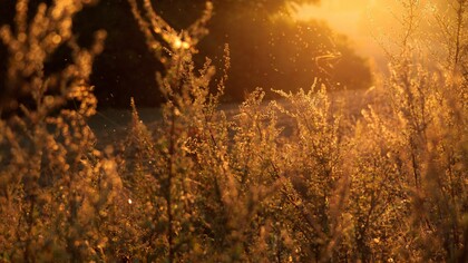 La primavera, el terror de los alérgicos