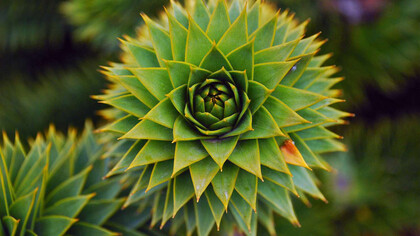 Cono femenino de «Araucaria araucana»