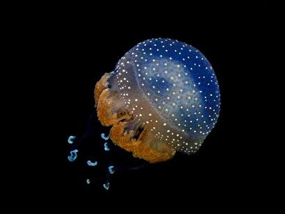 Le orche sono diffuse in tutti gli oceani e i mari del mondo