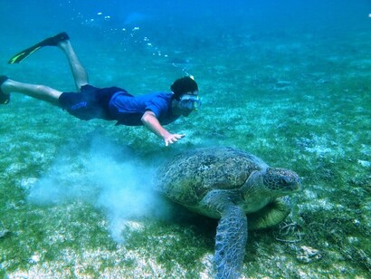 Tartaruga gigante verde in procinto di salire sulla riva per depositare le uova a pochi metri dal Derawan Dive Resort