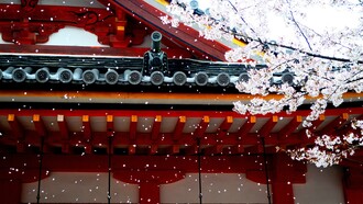 La magia de los cerezos en flor, una metáfora de la vida
