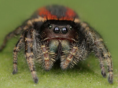 Araña saltarina o «Salticidae»