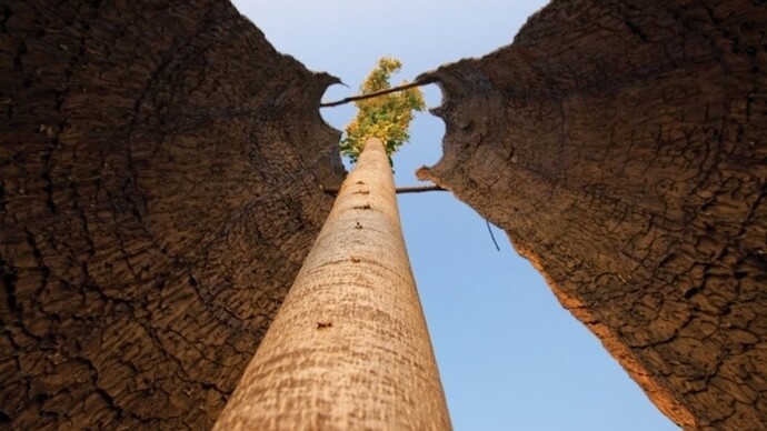 Giuseppe Penone, Tra scorza e scorza