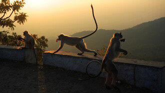 Tre esemplari di  Semnopithecus entellus fanno colazione alle prime ore dell'alba sul Monte Abu, India (Sampa Guha Majumdar, 2015)