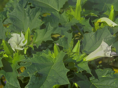 Herbal treatments form the basis of Andean traditional medicine