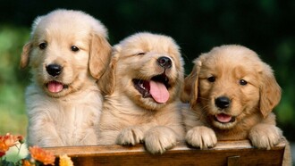 Cãezinhos