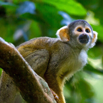 The terrestrial monkeys that use the alarm cries most are mainly baboons, macaques, guenons, colobines, drills