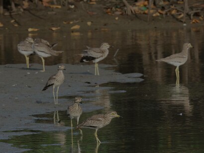 Senegal Thick-knees at Kotu Bridge © Gehan de Silva Wijeyeratne