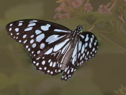 Blue Tiger is now a common butterfly on the hotel grounds © Gehan de Silva Wijeyeratne
