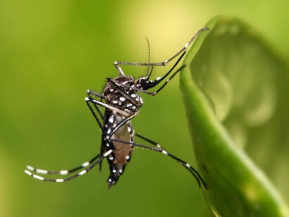 Insecto que transmite el virus zica