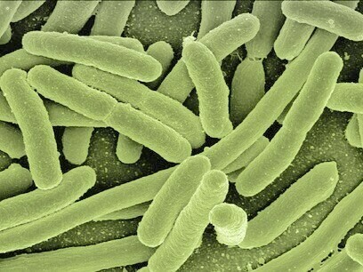      A fibra dietética pode ser fermentada por bactérias saudáveis em nosso intestino para produzir ácidos graxos de cadeia curta que ajudam o sistema imunológico neuroendócrino