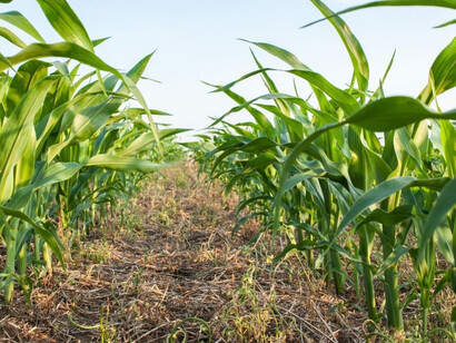 Rows of corn crops planted using the regenerative agricultural method 