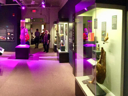 Microbial Life: A Universe at the Edge of Sight. Courtesy of Harvard Museum of Natural History