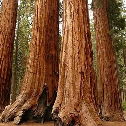 Sequoiadendron giganteum 