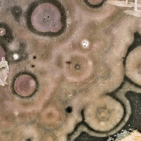 Joan Fontcuberta. Courtesy of Galería Pilar Serra