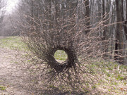 Andy Goldsworthy. Silver Birch. Forms for Hooke Park Hooke Park, Dorset, April, 1986. From New Milestones, Sculpture, Community and the Land. Courtesy of YSP © Jonty Wilde