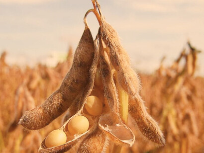Es necesario y urgente que se internalicen los «costos» de este modelo de desarrollo y se comience a modificar la matriz productiva del campo argentino