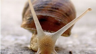 Elogio della lentezza