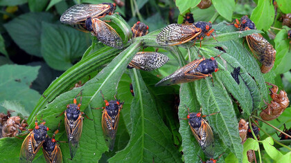 Emergencia de chicharras periódicas