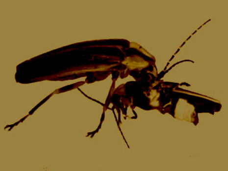 Hembra de luciérnaga «Photuris», alimentándose de un macho de luciérnaga «Photinus»: se distingue, en este último, la luminosidad en los segmentos apicales del abdomen, ventralmente
