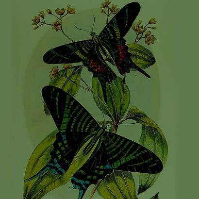 «Urania sloanus» (Uraniidae) y «Telchin licus» (Castniidae)