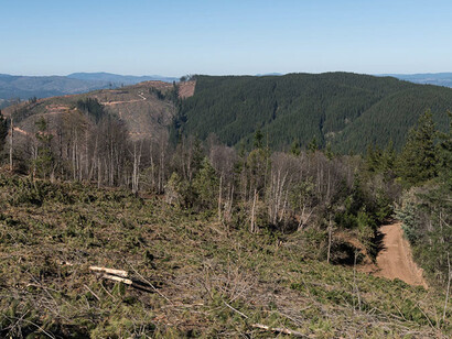 En qué afecta la deforestación en el cambio climático, qué grandes pulmones de bosque antiguo quedan en el mundo y cuánto territorio de bosque podemos recuperar son las grandes preguntas