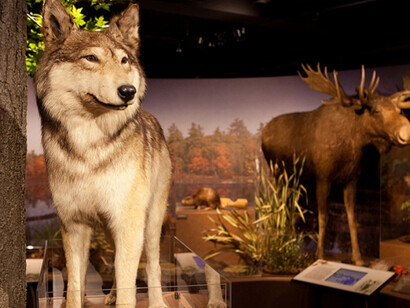 New England Forests. Courtesy of Harvard Museum of Natural History