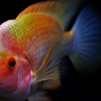 Acquario del Museo. Courtesy of Museo di Storia Naturale