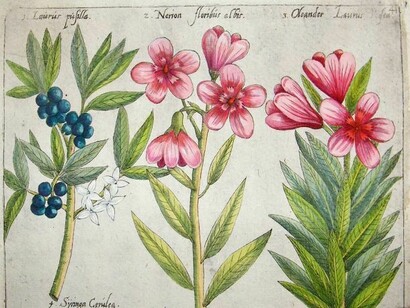 Emannuel Sweert, stampa botanica.