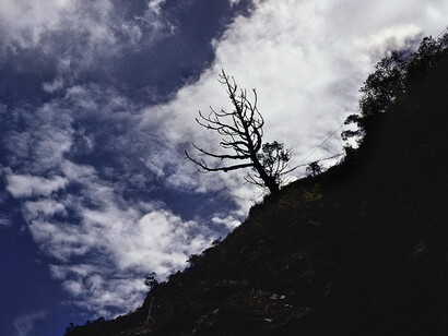 Marissa Roth, Old and holy pine tree with prayer flags, in central Tibet near the southern border with Nepal. May 2007. © Marissa Roth.
