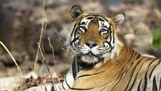 Si no se conoce la zona y el fotógrafo piensa ir al desierto en el estado de Rajastán, el mes de junio, es impensable. Pero, los entendidos saben que el sol que quema dificulta la caza por la escasez del agua...y el tigre viene a los escasos abrevaderos, Fotografía de un tigre macho salvaje, India