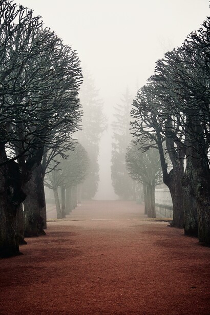 A tree-lined park footpath enveloped in late-autumn fog