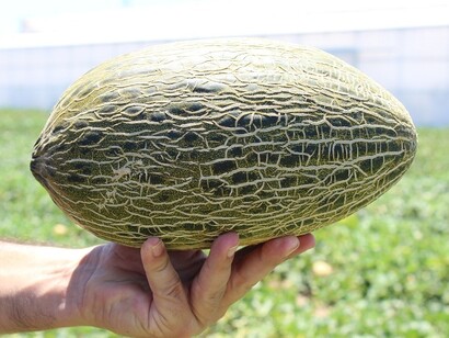 Melón murciano, sabor todo el año