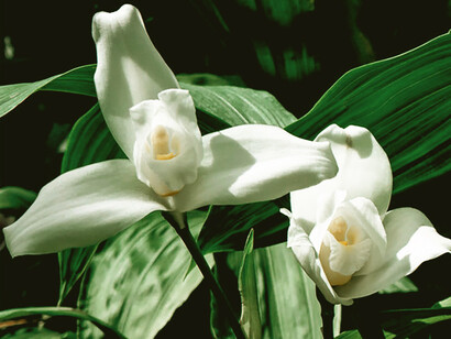 La Monja Blanca, flor nacional de Guatemala. Foto cortesía de Fredy Archila