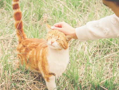 Kindness from one species to the next