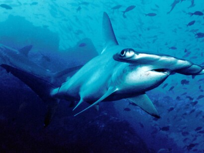 Esemplare di squalo martello smerlato (Sphyrna lewini), Cocos Island, Costa Rica