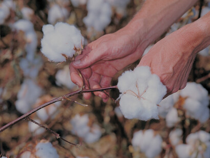 A manipulação de espécies vegetais para torná-las resistentes a pragas é de grande benefício para a humanidade