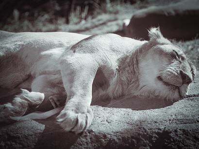 Paresse. Ce livre prend aussi la forme d’un rappel, que l’humain qui exerce une domination malsaine sur la nature, qui se sent si supérieur aux animaux par son intelligence, a pourtant encore beaucoup à apprendre