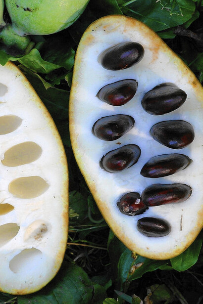 The Pawpaw seeds