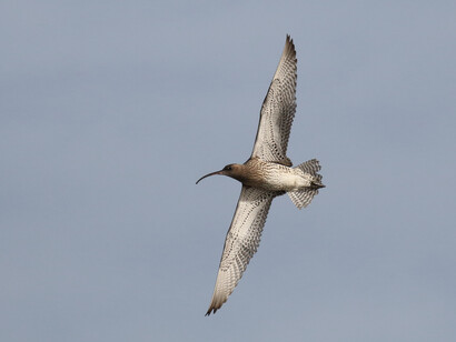 Curlew in flight © Gehan de Silva Wijeyeratne
