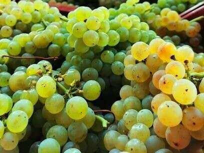 L'uva delle viti di Erbaluce di Caluso, Piemonte, Italia